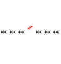 Ants Marching And One Changing Direction