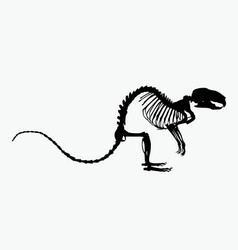 Skeleton Rat