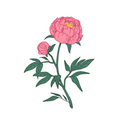 Peony Flower Floral Branch Stem Japanese