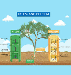 Diagram Showing Xylem And Phloem Plant