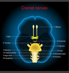 Functional areas human brain diagram Royalty Free Vector