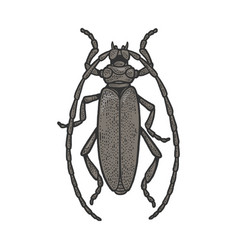 Longhorn Beetle Sketch