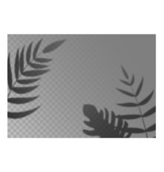 Realistic Leaves Shadow Overlay Effect Tropical