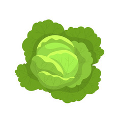 Cabbage With Big Bright Green Leaves Isolated