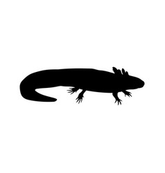 Silhouette Mexican Salamander Axolotl Ambystoma