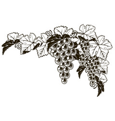 Grapes Vintage Style Design