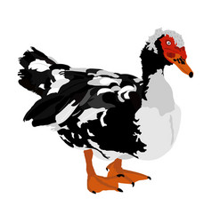 Muscovy Ducks Or Musky Duck Mail Farm Bird