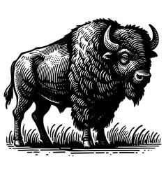 Bison Black And White