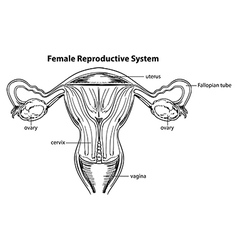 Female reproductive system Royalty Free Vector Image