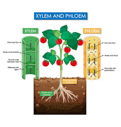 Diagram Showing Xylem And Phloem Plant