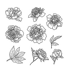 Of Flowers In Doodle Handdraw