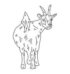 Goat Rear View Stroke