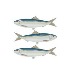 A Group Sardines