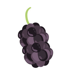 Mulberry Superfood Fruit