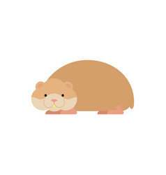 Hamster Isolated Cute Pet On White Background