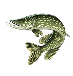 Hand Drawn Of Pike Fish