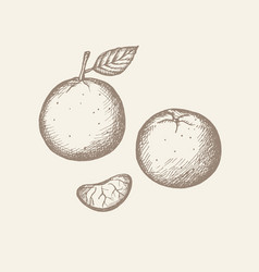 Drawn Tangerine Clementine Vintage Style