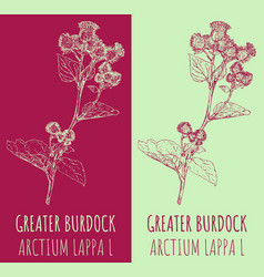 Drawing Greater Burdock Hand Drawn