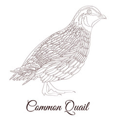 Common Quail Bird Coloring