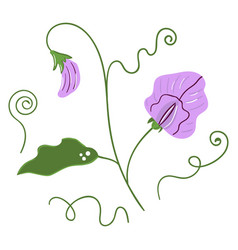 Hand Drawn Sweet Peas Flower