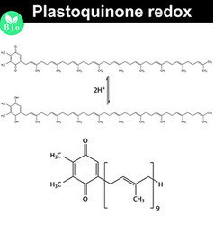 Redox Reaction Of Plastoquinone Molecule