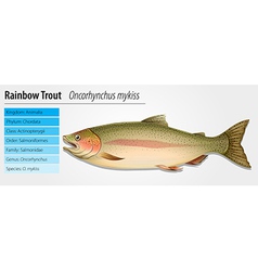 Rainbow Trout - Oncorhynchus Mykiss