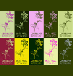 Set Of Drawing Greater Burdock In Various Colors