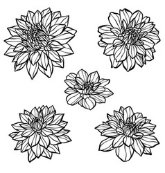 Dahlia Daisy Hand Drawn Flower Head Set Floral