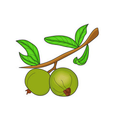 Guava And Leaves