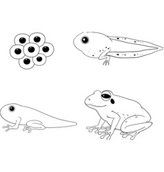 Frog Life Cycle Diagram Doodle