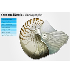 Nautilus -nautilus Pompilius