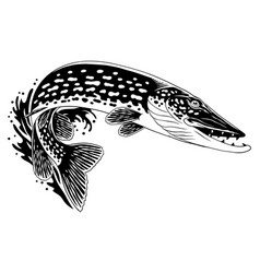 Pike Fish Jumping Out Of Water Black And White