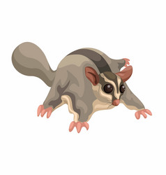 Sugar Glider Nocturnal Animal Species