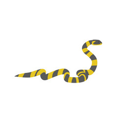 Banded Krait Snake - Flat