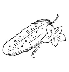 Cucumber With Flower Hand Drawn Garden Plant