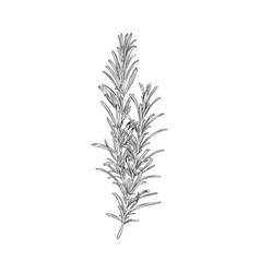 Fresh Rosemary Herb In Hand Drawn Engraving