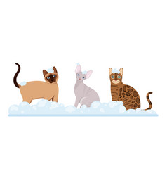 Cats In Soap Suds