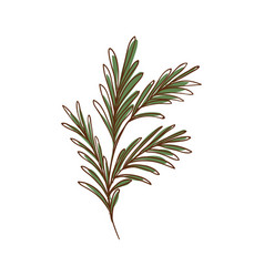 Rosemary Leaves Icon