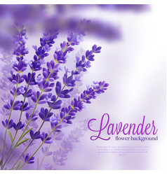 Lavender Flower Background