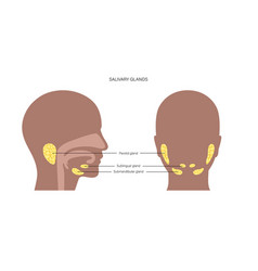 Salivary Gland Concept