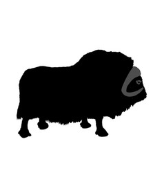 Muskox Silhouette Isolated