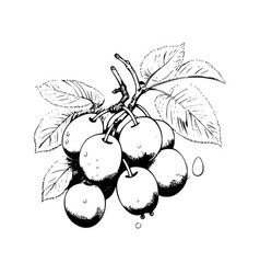 Damson Coloring Pages For Kids