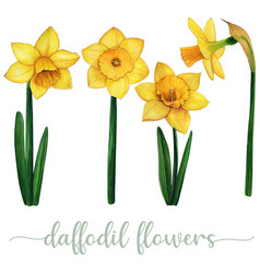 Watercolor Hand Drawn Yellow Daffodil Flower