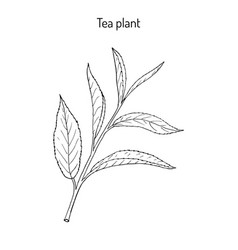 Tea Plant Camellia Sinensis