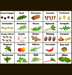 Set spices and herbs for cooking Royalty Free Vector Image