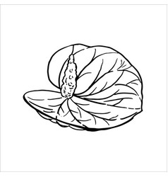 Anthurium Flowers On White Background