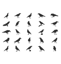 Carrion Crow Silhouettes Flying Svg