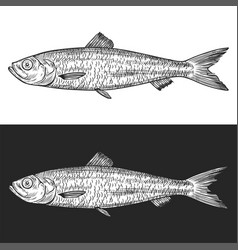 Atlantic Herring Fish Line Art