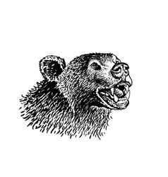 Graphical Portrait Of Bear Grin Of Stuffed Bear