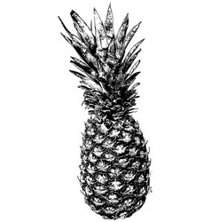 Pineapple Sketch Isolated